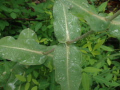Asclepias elata