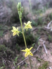 Bulbine