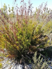 Thamnochortus cinereus
