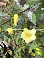 Aureolaria flava