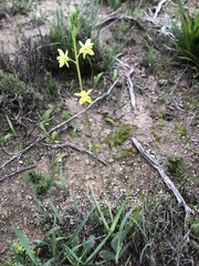 Bulbine