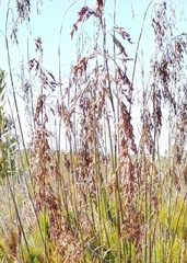 Thamnochortus cinereus