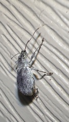 Cyrtepistomus castaneus