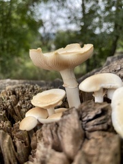 Cyclocybe aegerita