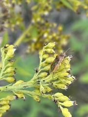 Stictopleurus abutilon