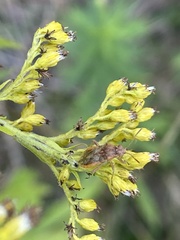 Stictopleurus abutilon