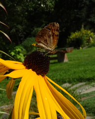 Phyciodes cocyta
