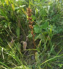 Orobanche lutea