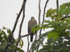 Columbina talpacoti