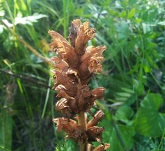Orobanche lutea
