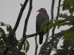 Columbina talpacoti