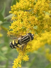 Helophilus trivittatus