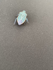 Chlorochroa