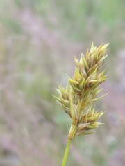 Carex adusta