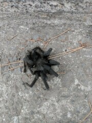 Aphonopelma eutylenum