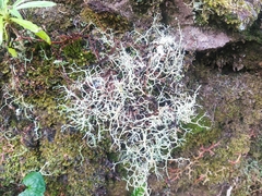 Cladonia furcata