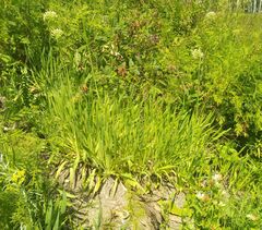Allium nutans