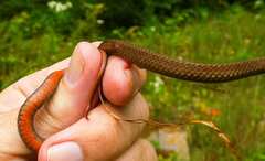 Storeria occipitomaculata