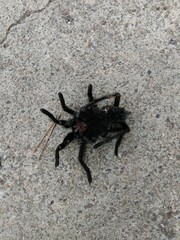 Aphonopelma eutylenum