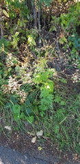 Pimpinella major
