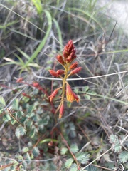 Hoffmannseggia glauca