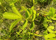 Potentilla fragarioides