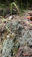 Cladonia peziziformis