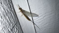 Pentagenia vittigera