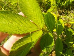 Potentilla fragarioides