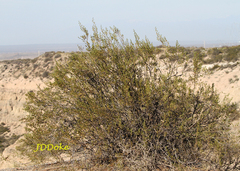 Larrea cuneifolia
