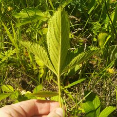 Potentilla fragarioides
