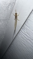 Pentagenia vittigera