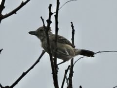 Sakesphorus canadensis