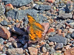 Phyciodes cocyta