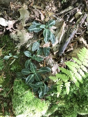 Goodyera pubescens