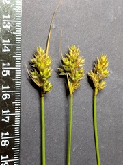 Carex adusta