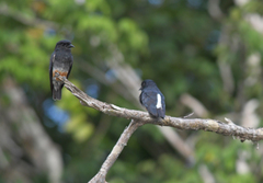 Chelidoptera tenebrosa