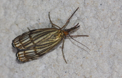 Chrysocramboides craterella
