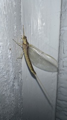 Pentagenia vittigera