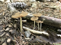 Entoloma strictius
