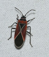 Neacoryphus bicrucis