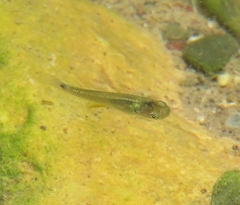 Poeciliinae