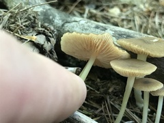 Entoloma strictius