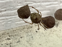 Parasteatoda tepidariorum