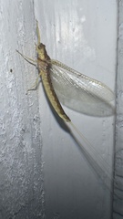 Pentagenia vittigera