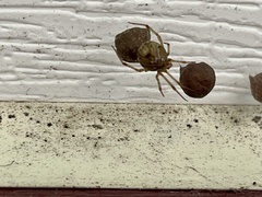 Parasteatoda tepidariorum