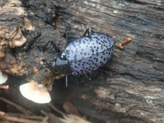 Cypherotylus californicus
