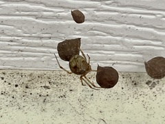 Parasteatoda tepidariorum