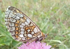 Melitaea