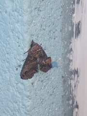 Paectes abrostoloides